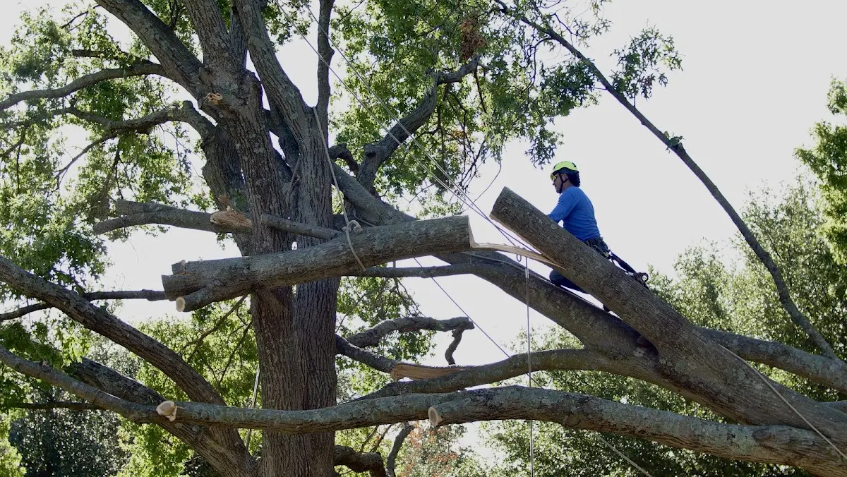 Professional Crown Thinning performed by certified arborists in Pennington